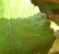  Leaf (Abaxial view)-Veins pubescent